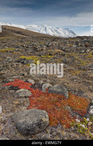 Autumn colored alpine or mountain bearberry (Arctostaphylos alpinus), Paradisdal, Kjerulf Fjord, branch of the Kaiser Franz Stock Photo