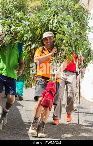 Bajada de La Rama fiesta, San Pedro village, Gran Canaria, Canary Islands, Spain. 28th June, 2015. In a tradition that is said to date back to the original inhabitants of Gran Canaria, The Guanches, locals walk up to the eucalyptus forests 1400 metres above the village the night before the fiesta, cut branches (Ramas in Spanish) from the trees and walk down the mountain to the village the following morning. Credit:  ALANDAWSONPHOTOGRAPHY/Alamy Live News Stock Photo