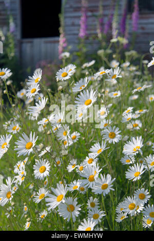 Foxgloves and Ox-daises in wild garden Stock Photo