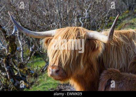 Highland Cow and calf, Isle of Mull, Hebrides, Argyll and Bute, Scotland Stock Photo