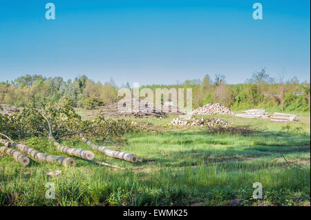 A row of poplars cut. In the background the sky Stock Photo