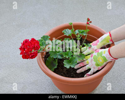 tiny balls in potting soil