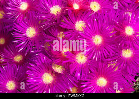 Lampranthus spectabilis, the perennial Livingstone Daisy Stock Photo