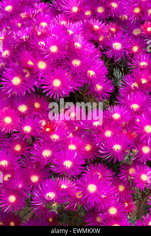 Lampranthus spectabilis, the perennial Livingstone Daisy Stock Photo