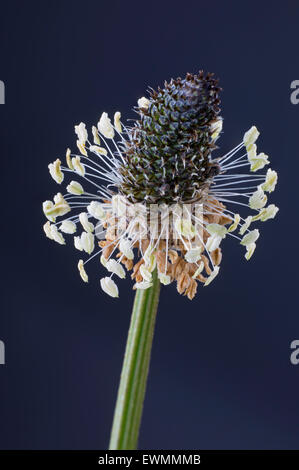 Ribwort Plantain Plantago lanceolata closeup Stock Photo