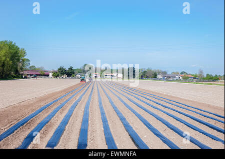 Agricultural work: preparing the fields for planting the rooted grafts of the screws Stock Photo