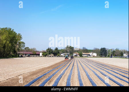 Agricultural work: preparing the fields for planting the rooted grafts of the screws Stock Photo