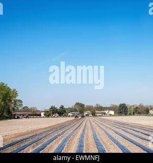 Agricultural work: preparing the fields for planting the rooted grafts of the screws Stock Photo