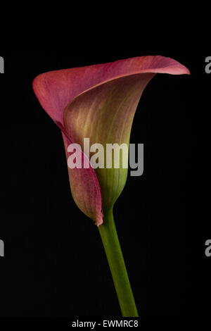 Single colourful Calla lily on black background Stock Photo