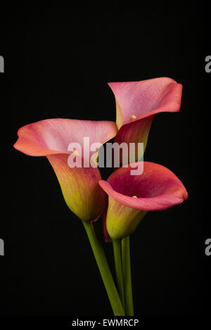 Colourful Calla lilies on black background Stock Photo