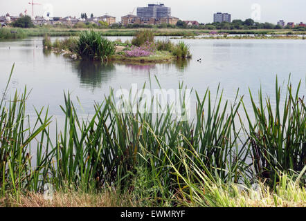 London Wetland Centre, Barnes, London Stock Photo