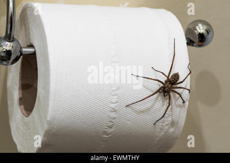 Fear of entering the bathroom the largest British domestic spider Tegenaria parietina hangs on a loo roll scared paying a penny Stock Photo