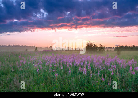 landscape with sunrise, a blossoming meadow and fog, panorama Stock ...