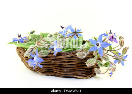 Borage leaves and flowers on a bright background Stock Photo