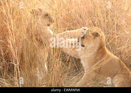 Lion Cubs Play fighting, South Africa Stock Photo