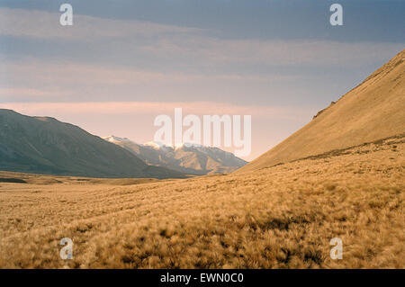 View of the Southern Alps in New Zealand across vast area of golden grasses at dawn. Stock Photo