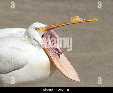 American white pelican with open beak showing the inside of its pouch Stock Photo
