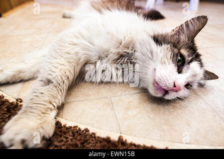 A big cat stretching out on the floor Stock Photo