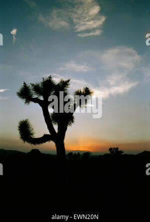 Sunset in the Mojave desert, California with a Joshua Tree (Yucca brevifolia)  in foreground. Stock Photo