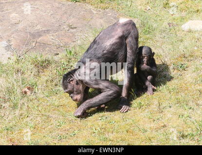 Mature Female Bonobo or Pygmy Chimpanzee (Pan Paniscus) with her young baby Stock Photo