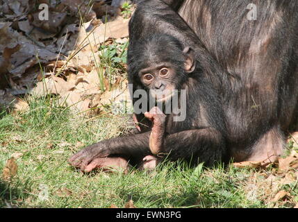 Baby African  Bonobo or Pygmy Chimpanzee (Pan Paniscus) lying down next to his mother Stock Photo