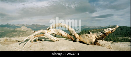 Panoramic of fallen Jeffrey Pine tree on Sentinel Dome, Yosemite National Park, Califonia Stock Photo