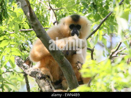 Female Yellow cheeked gibbon (Nomascus gabriellae) in a tree. A.k.a. Asian Red or golden cheeked (crested) gibbon. Stock Photo