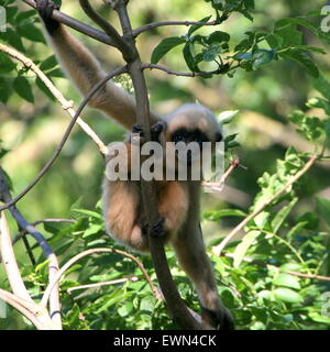 Juvenile Yellow cheeked gibbon (Nomascus gabriellae) in a tree. A.k.a. Asian Red or golden cheeked (crested) gibbon. Stock Photo