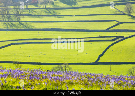 Bluebells above Austwick in the Yorkshire Dales, UK, looking down onto fields of sheep. Stock Photo