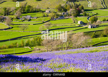 Bluebells above Austwick in the Yorkshire Dales, UK. Stock Photo