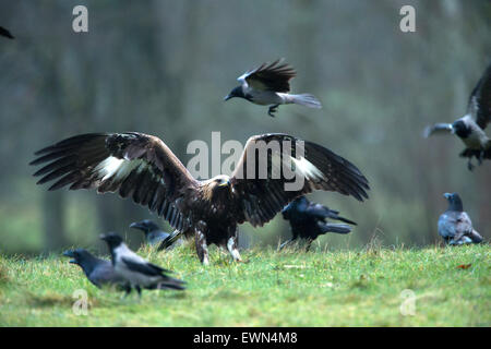 A Golden Eagle harassed by crows and ravens when its feeding Stock Photo
