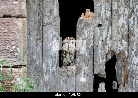 Tawny Owl Strix Aluco perched on a broken barn door Stock Photo