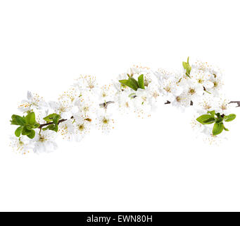 apple flowers branch isolated on a white background Stock Photo