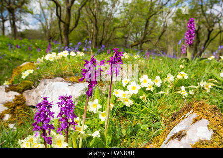 Bluebells, Primroses and Early Purple Orchids on limestone pavement above Austwick in the Yorkshire Dales, UK. Stock Photo