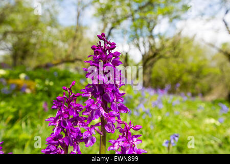 Bluebells, Primroses and Early Purple Orchids on limestone pavement above Austwick in the Yorkshire Dales, UK. Stock Photo