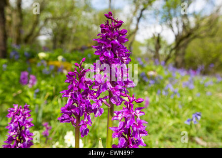 Bluebells, Primroses and Early Purple Orchids on limestone pavement above Austwick in the Yorkshire Dales, UK. Stock Photo