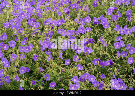 Geranium Orion flowers. Cranesbill Stock Photo