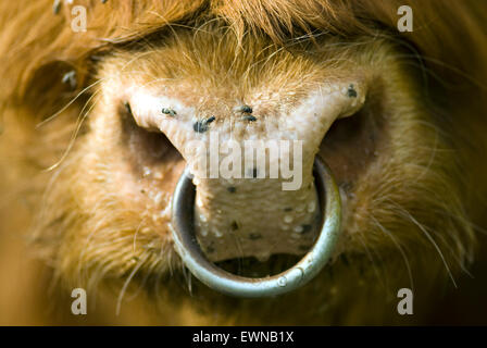 Nose ring of a Scotland highland cattle Stock Photo