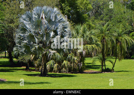 Bismark Palm Latin name bismarckia nobilis in Marie Selby Botanical Gardens, Sarasota, Florida, USA Stock Photo