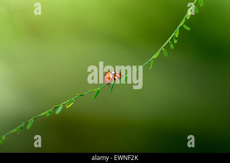 Ladybugs Mating (Coccinellidae) - Camp Lula Sams - Brownsville, Texas, USA Stock Photo