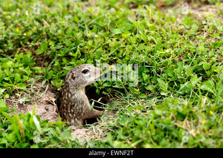Mexican Ground Squirrel (Spermophilus mexicanus) - Brownsville, Texas, USA Stock Photo