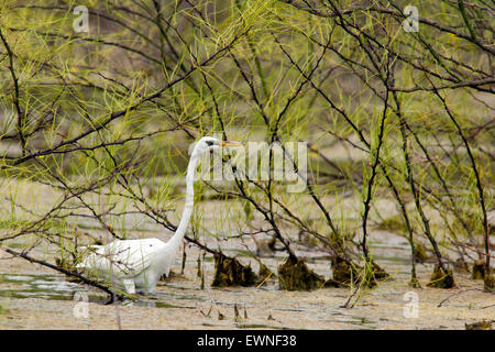 Great Egret (Ardea alba) - Camp Lula Sams, Brownsville, Texas USA Stock Photo