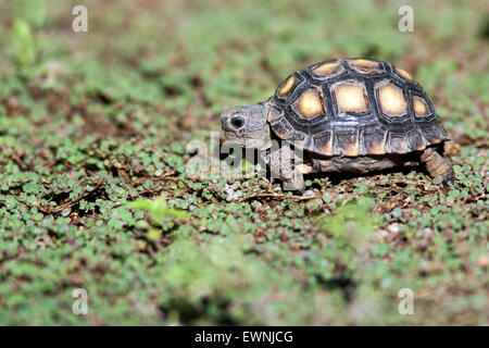 Juvenile Texas Tortoise (Gopherus berlandieri) - Camp Lula Sams ...