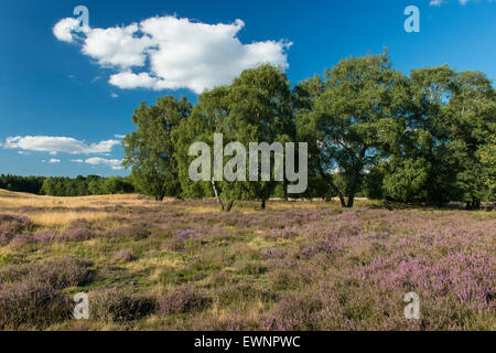 heathlands, pestruper gräberfeld, wildeshausen, niedersachsen, germany Stock Photo