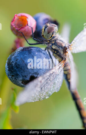 black darter on blueberry, sympetrum danae, niedersachsen, germany Stock Photo