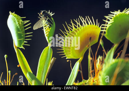 Fly trapped in Venus Fly trap Dionaea muscipula  plant Stock Photo