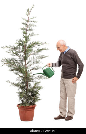 Full length profile shot of a casual senior watering a coniferous tree in a pot isolated on white background Stock Photo
