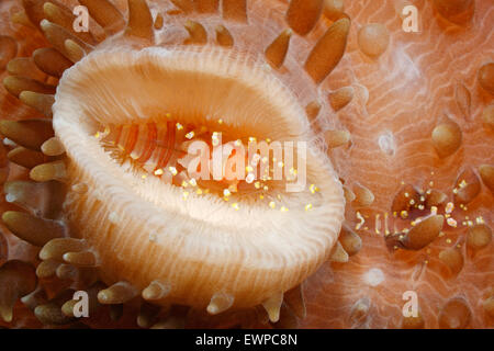 Hidden Corallimorph Shrimps, Pliopontonia furtiva, on Amplexidiscus fenestrafer. Stock Photo