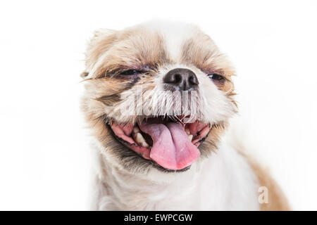 Lhasa Apso Dog over a white background Stock Photo
