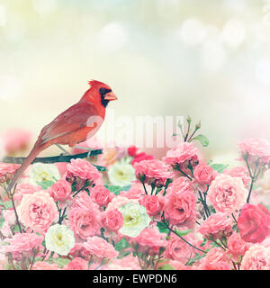 Red Cardinal Bird Perches In Rose Garden Stock Photo